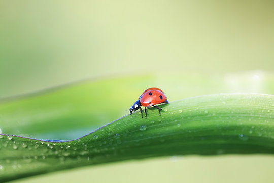 a sweet little ladybug crawling on green grass covered with drops of dew
