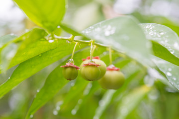 water droplets on leaves after rain