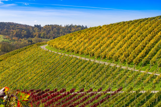 Trail in colorful vineyards in autumn