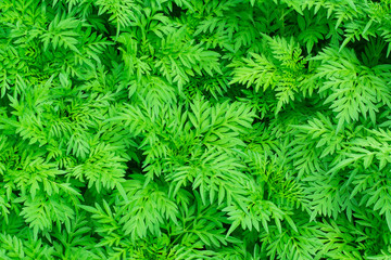leaves cosmos flowers for background
