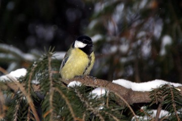 Tits on a winter evening 
