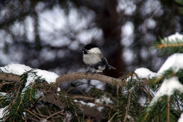 Tits on a winter evening 