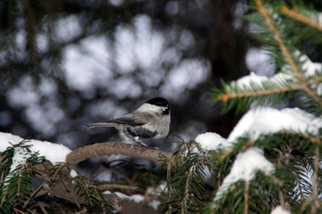 Tits on a winter evening 