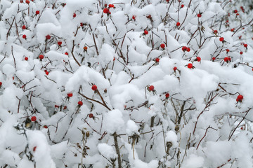 snowy bushes and berry