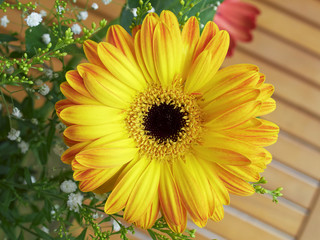 yellow gerber daisy closeup, natural background