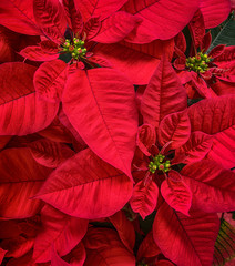 Close-up van rode kerstster (Euphorbia pulcherrima) bloem, kerstster