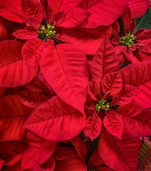 Door stickers Red 2 Closeup of Red Poinsettias (Euphorbia pulcherrima) flower, Christmas Star