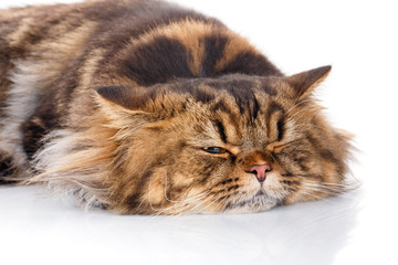 Plakat cat resting on a white background, has closed eyes