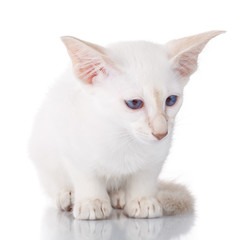 portrait of cat with blue eyes, lying on white background