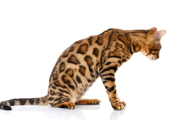 Bengal cat on white background sits sideways