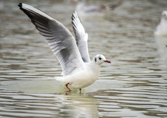 Birds weeds wings a feather take-off to fly water a beak scope
