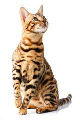 Bengal cat on white background quietly sits and looks up with interest