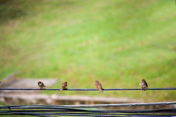 Bird sparrow in nature place