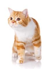 portrait of redhead Scottish cat sits