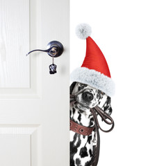 Santa dog is going to go for a walk