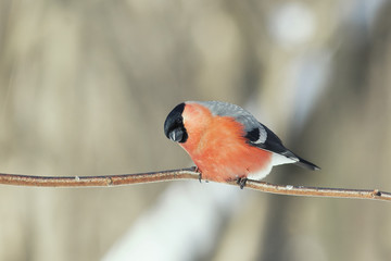 beautiful red bullfinch sitting in the Park in the winter