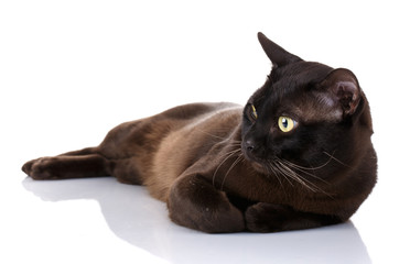black Burmese cat with yellow eyes lying on white background