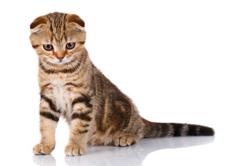 Scottish kitten top view isolated