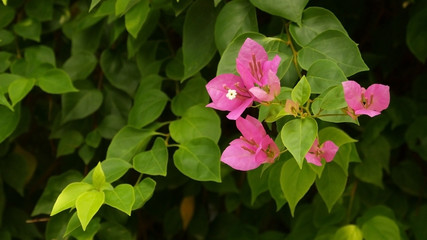 Bougainvillea flower in Vietnam. Asia.