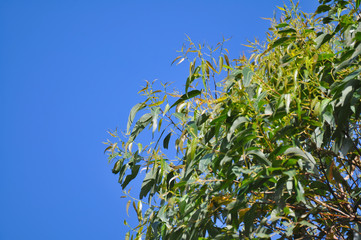 Eucalyptus Branches Closeup