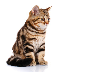 Fototapeta na wymiar Scottish Straight kitten sitting isolated