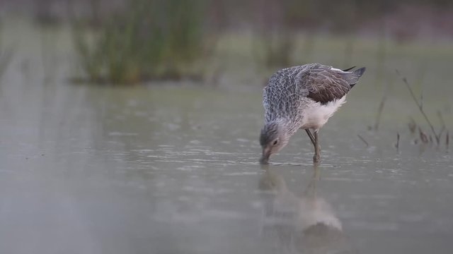 Green Shank feeding in pond in winter