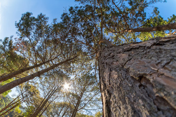 Sun shining through treetops