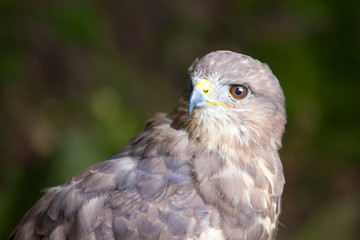 Closeup of a buteo bird