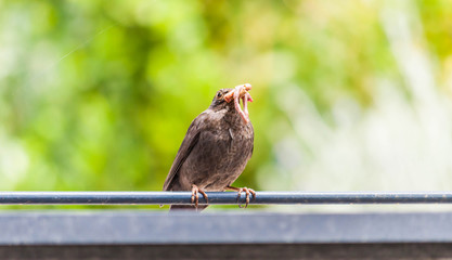 Merlette apportant à manger à ses petits.