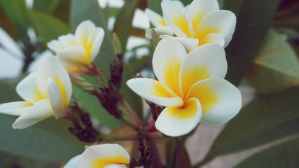 Fototapeta na wymiar Close up beautiful plumeria. Colorful plants, vintage background