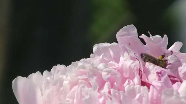 Eine Biene krabbelt auf einer hellrosa Pfingstrose (Makroaufnahme)