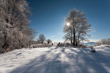 Fototapeta premium winter