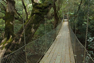 Obraz premium Most wiszący w rezerwacie widokowym rzeki Bemm