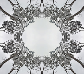 Circular symmetric pattern of the canopy of tall gumtrees (Eucalyptus) contrasted against a light grey cloudy sky