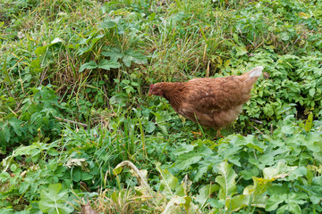 Brown chicken on a background of lush green grass