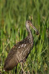 Limpkin hiding in the grass in Florida, USA. Limpkin bird hunting for large apple snails.