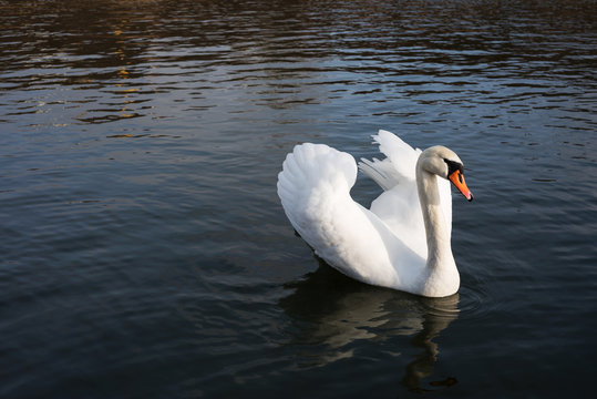 One white swan floating in a pond