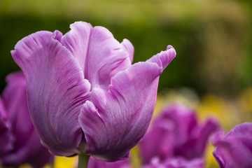 Purple tulip, Botanical Gardens of Balchik, Bulgaria