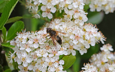 Hover Fly