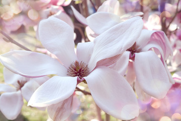Fototapeta na wymiar Big magnolia flowers in the sunshine and sunlight spots