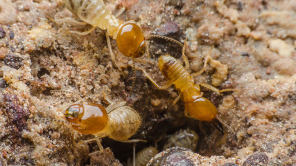 termite