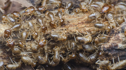 termite