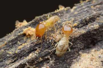 termite