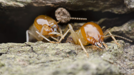 termite