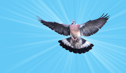 Beautiful dove in a blue sky symbol of faith