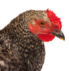 Cock closeup on white background.