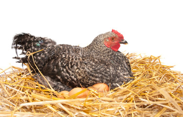 The hen sits on the eggs in the hay.On a white background.