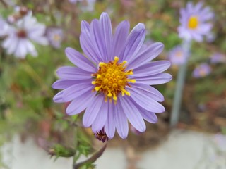 Obraz premium Lavender Flower with Yellow Center