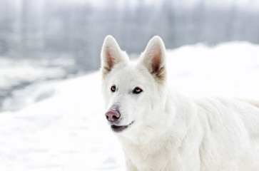 Obraz premium dog muzzle