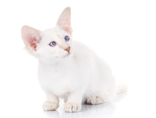 white cat with big ears and blue eyes sitting, isolated